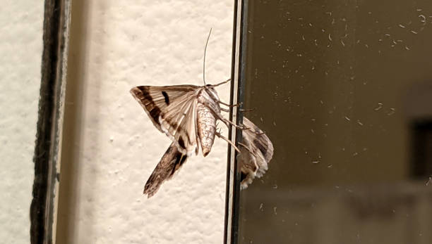 istock A Moth Near the Mirror 1328951153