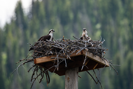 Young eagles in the Buffalo Bill National Forest