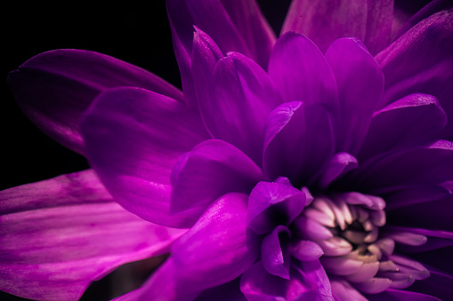 A view at a gorgeous vibrantly purple flower, shot in a studio with a black background.