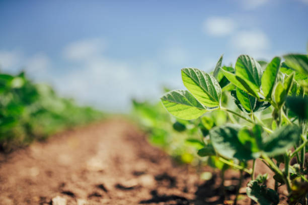 istock Crops of health 1328954392