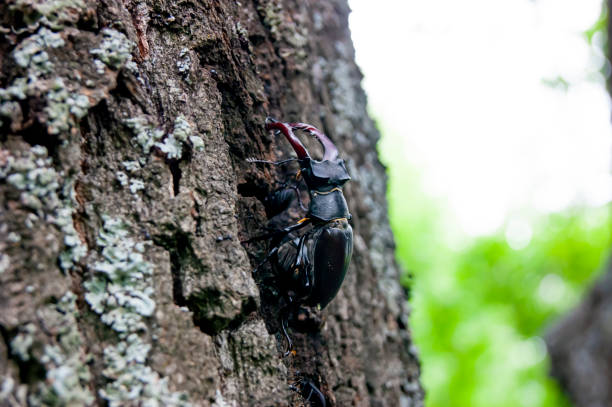 istock The stag beetle. A beetle in the red book. A very rare beetle. 1328954454