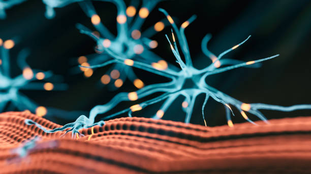 神経筋接合 - 脳外科手術 ストックフォトと画像