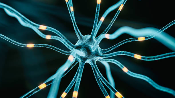 голограмма нейронного синапса - excitatory synapse стоковые фото и изображения