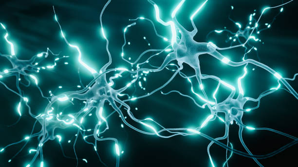 Neurons Cells System Neurons Cells System - 3d rendered image of Interconnected Neurons with electrical pulses.  Conceptual medical animation.  Healthcare concept. SEM [TEM] hologram view. Dark black and white mode with glowing neurons signals. central nervous system photos stock pictures, royalty-free photos & images