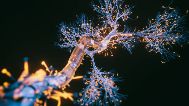 Neuron cell close-up view Neuron cell close-up view - 3d rendered image of Neuron cell on black background. SEM view  interconnected neurons synapses. Abstract structure conceptual medical image.  Synapse.  Healthcare concept. synapse stock pictures, royalty-free photos & images