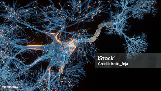 Neuron Cell Closeup View Stock Photo - Download Image Now - Nerve Cell, Biological Cell, Human Nervous System