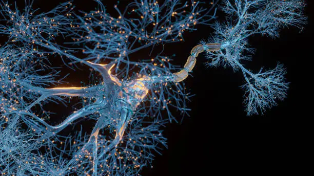 Photo of Neuron cell close-up view