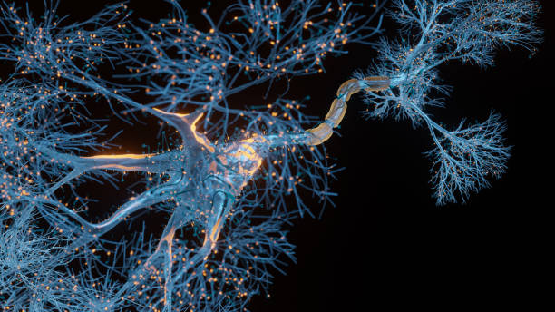 neuron cell close-up view - synapse imagens e fotografias de stock