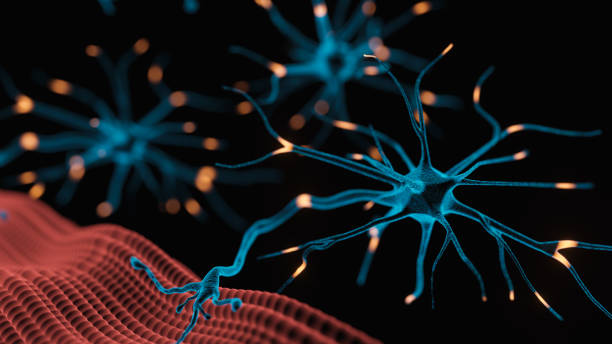 neuromuskuläre verbindung - neuroscience nerve cell nerve fiber dendrite stock-fotos und bilder