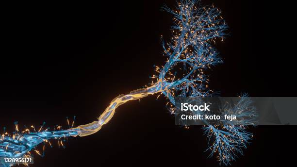 Neuron Cell Closeup View Stock Photo - Download Image Now - Nerve Cell, Connection, Biotechnology