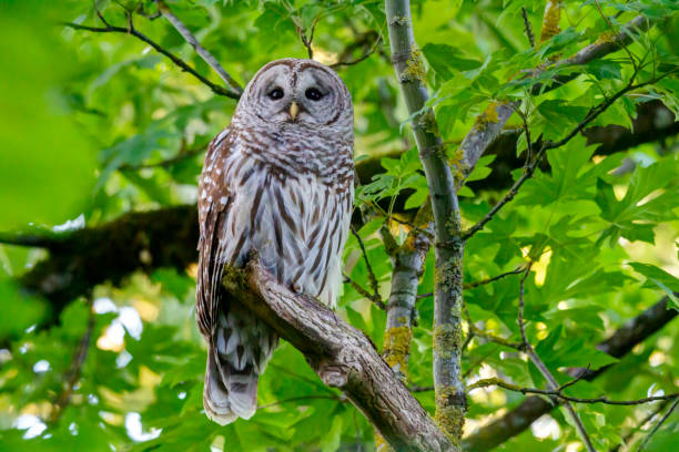 istock Barred Owl on a tree branch, Surrey, BC, Canada 1328960185