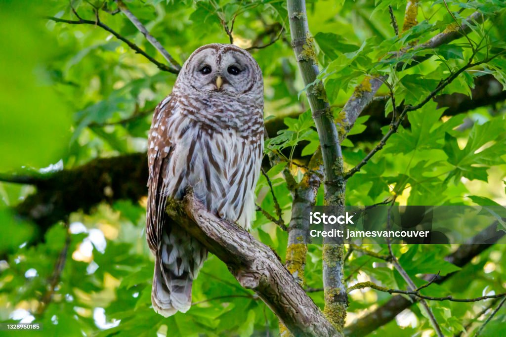 Barred Owl on a tree branch, Surrey, BC, Canada Barred Owl Stock Photo