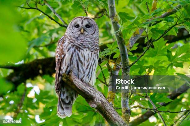 Barred Owl On A Tree Branch Surrey Bc Canada Stock Photo - Download Image Now - Barred Owl, BC, Bird