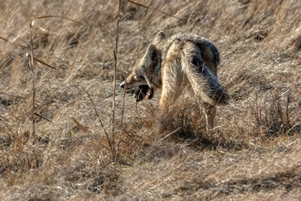istock Coyote eating a mouse, Richmond, Britisah Columbia, Canada 1328960208