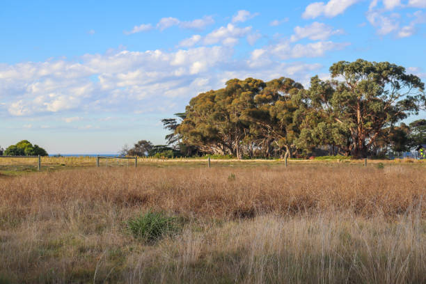 istock rural sunny landscape with focus on foreground grasses 1328960239
