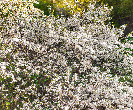 white flowers bush on the green grass