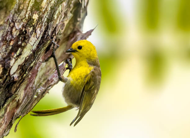 yellowhead - bark bird warbler tree trunk imagens e fotografias de stock