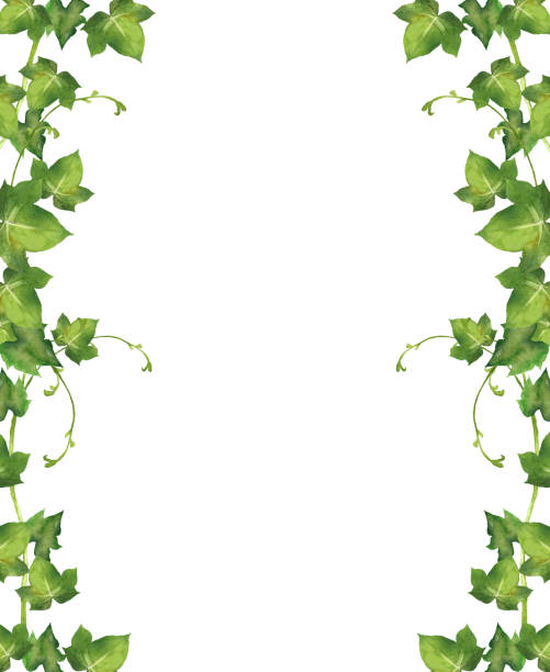 акварель hedera helix листья - ivy vine leaf frame stock illustrations