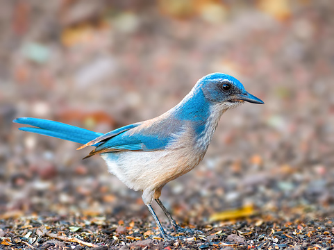 Western Scrub Jay eat insects, fruits, nuts, berries, and seeds, and occasionally small animals