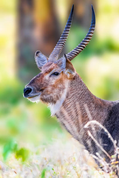 wasserbock - lake nakuru stock-fotos und bilder