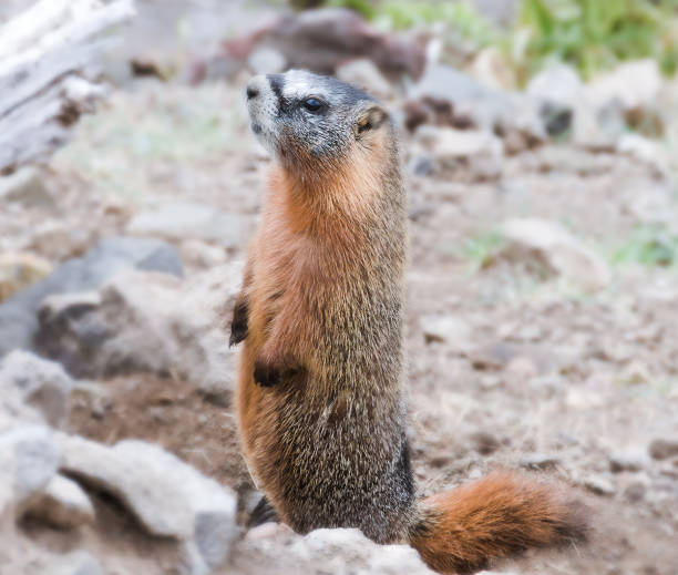 istock Yellow Bellied Marmot 1328963528