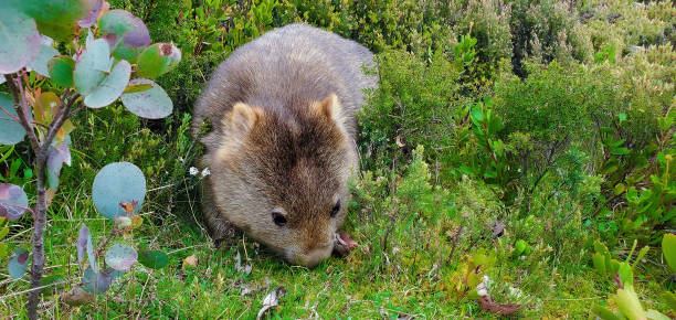 wombat - common wombat imagens e fotografias de stock