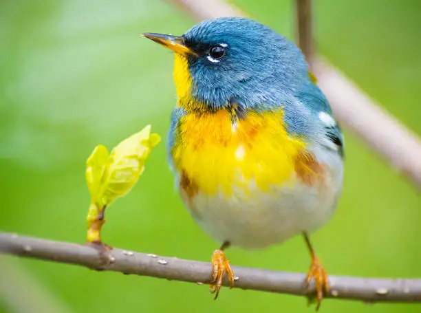 Northern Parula are small wood-warblers with a short tail and a thin, pointy bill