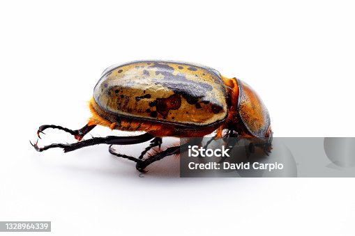 istock Sideview Hercules Beetle Isolated 1328964339