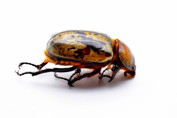 7,173 Animal Exoskeleton Stock Photos, Pictures & Royalty-Free Images - iStock 7,173 Animal Exoskeleton Stock Photos, Pictures & Royalty-Free Images - iStock