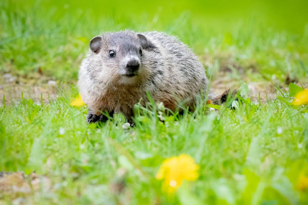 piżmak - mouse gerbil standing hamster zdjęcia i obrazy z banku zdjęć