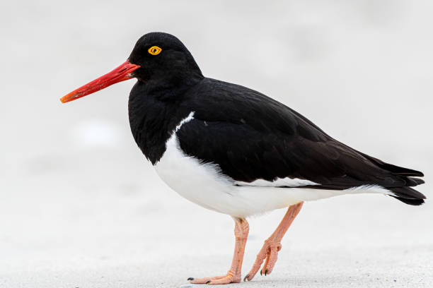 istock Magellanic Oystercatcher 1328964426
