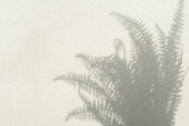 istock Shadows of plants in linen background 1328965121