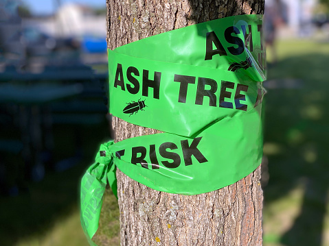 A tree treated for infestation by Emerald Ash Borers invasive insect species.