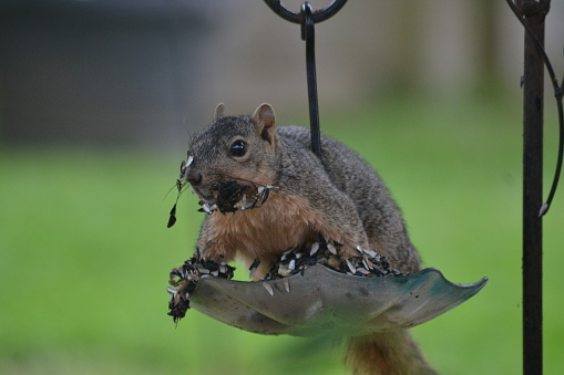 Squirrel eating sticky birdseed