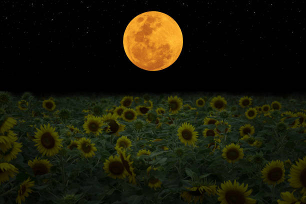Full moon on the sky with sunflowers silhouette at night.