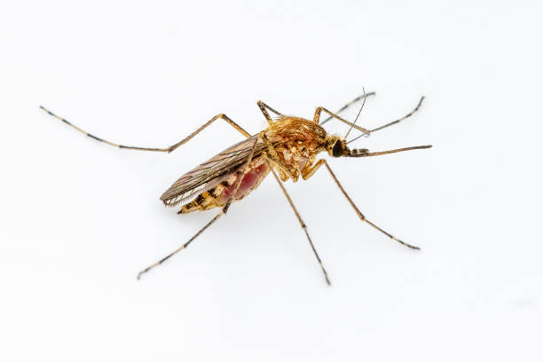 Dangerous Zika Infected Mosquito on White Wall. Leishmaniasis, Encephalitis, Yellow Fever, Dengue, Malaria Disease, Mayaro or Zika Virus Infectious Culex Mosquito Parasite Insect Macro. stock photo
