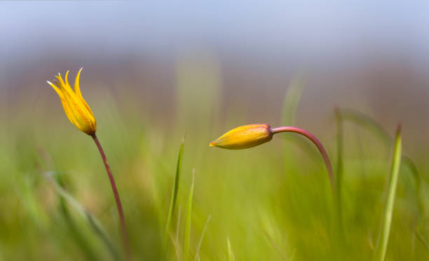istock closeup wild prairie yellow tulip in grass, nice  flora background 1328973853