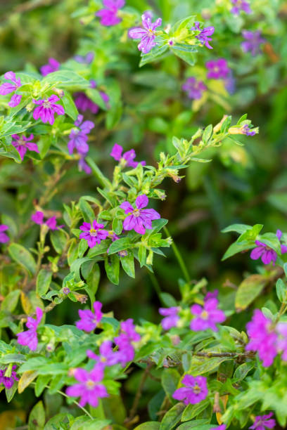 istock Tibouchina Flower 1328973870