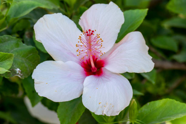 istock White Hawaiian Hibiscus Flower 1328974447