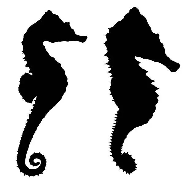 Vector illustration of Silhouette of a seahorse isolated on a white background. Vector illustration