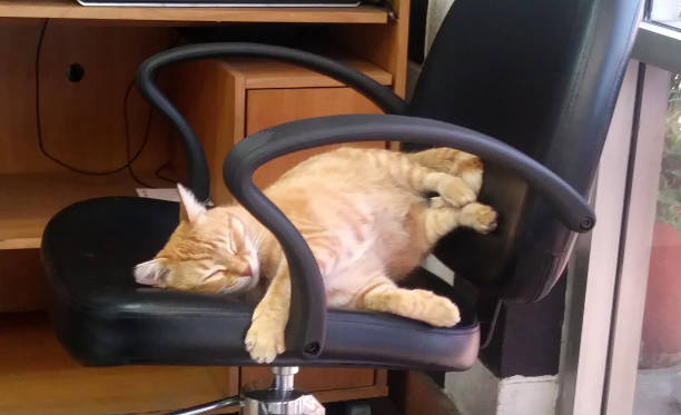 A Cat on an Office Chair stock photo