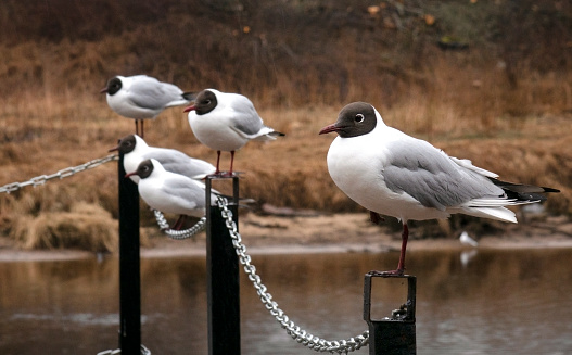 Seagulls on bridge fence. Gulls sitting on an iron fence.