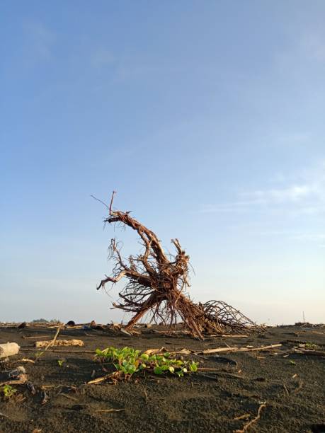 istock Tree Roots Stranded At The Seaside Bunton Bun 1328979679
