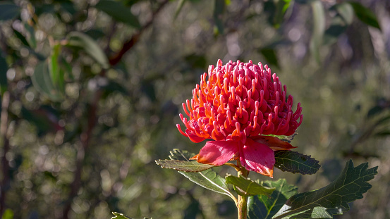 a beautiful waratah flower at brisbane water national park in nsw, australia