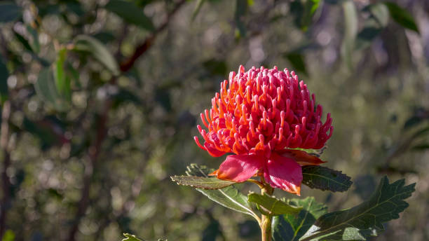 a beautiful waratah flower at brisbane water national park a beautiful waratah flower at brisbane water national park in nsw, australia telopea stock pictures, royalty-free photos & images