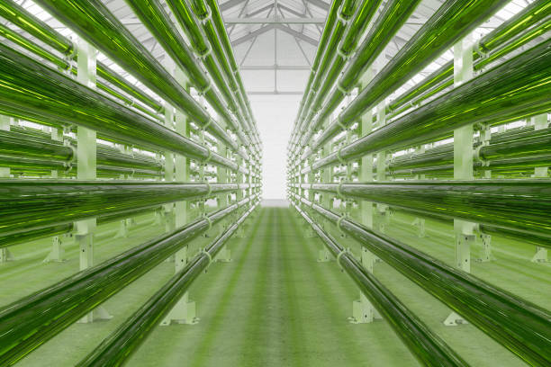 biorreactores de algas tubulares que fijan el co2 para producir biocombustible como combustible alternativo - energía sostenible fotos fotografías e imágenes de stock