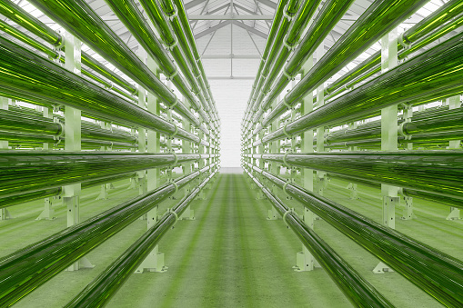 Tubular Algae Bioreactors Fixing CO2 To Produce Biofuel As An Alternative Fuel