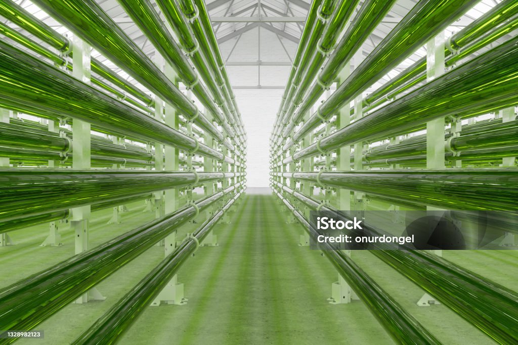 Tubular Algae Bioreactors Fixing CO2 To Produce Biofuel As An Alternative Fuel Carbon Capture Stock Photo