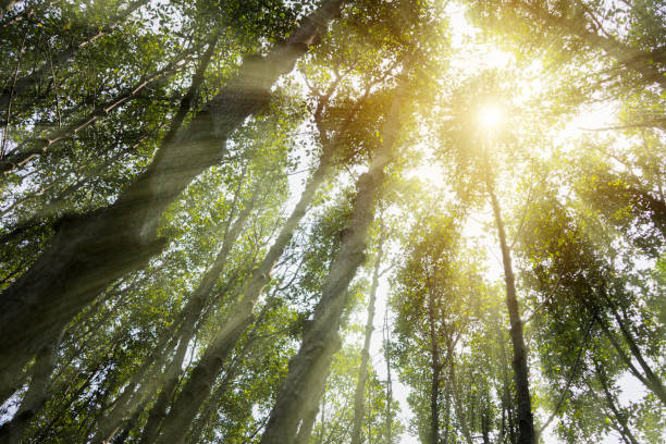 istock Solar is the energy that the world needs. 1328982245