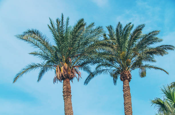 istock Palm leaves against the sky. Selective focus. 1328987227